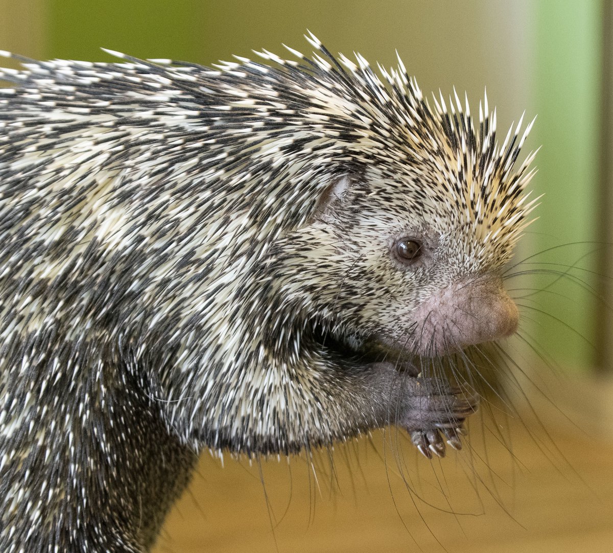 Mary Eddy🏇🏼 tweet media