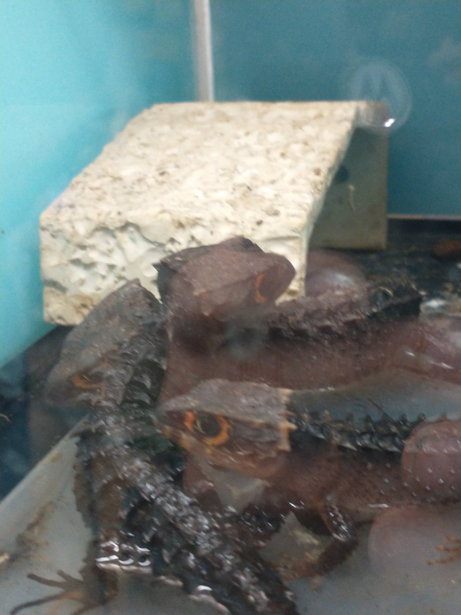 3/3 今日も雨ですが　この子達は雨が好きななかな（笑）アカメカブトトカゲお迎えいたしました。＃コオロギ ＃イトミミズ #爬虫類 #熱帯魚  #爬虫類好きの人と繋がりたい #熱帯魚好きと繋がりたい #熱帯魚ショップ  #アクアショップ    #あくあこねくしょん