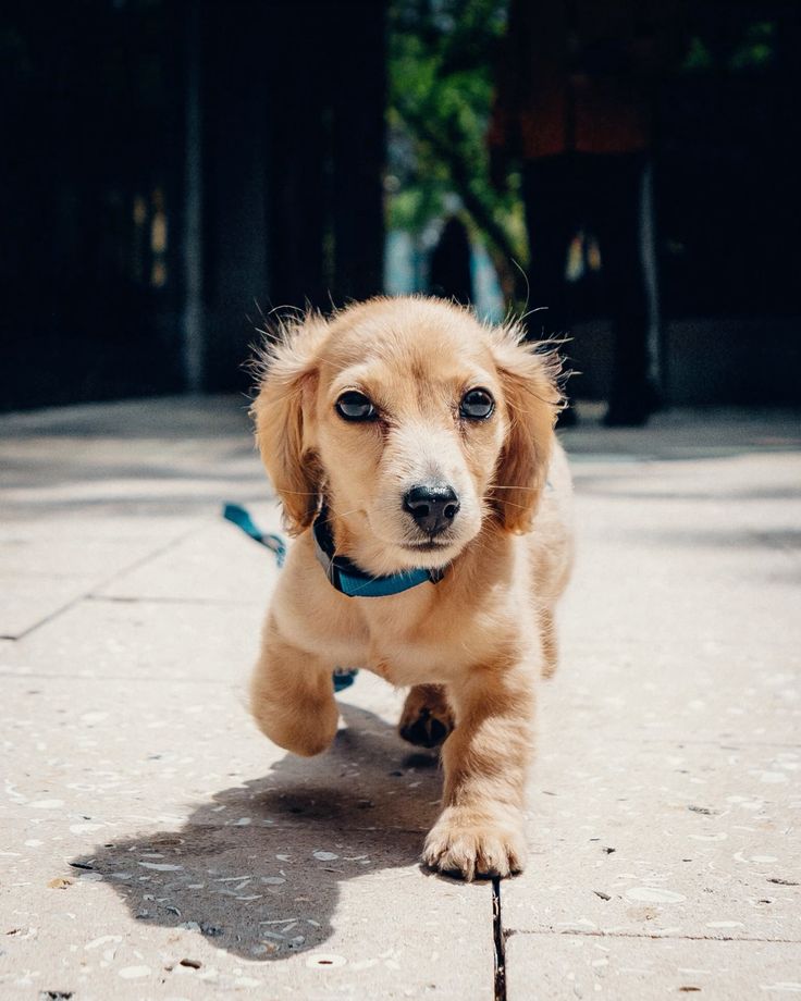 daldi lvs val tweet media