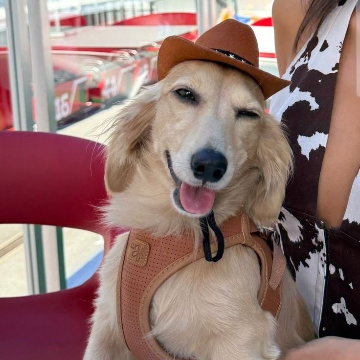 daldi lvs val tweet media