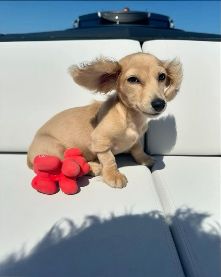 daldi lvs val tweet media