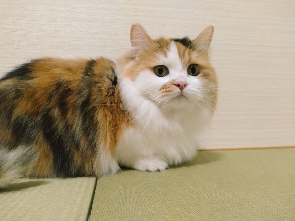 ネコ好きおじさん (@nekomito0729) / Posts / X