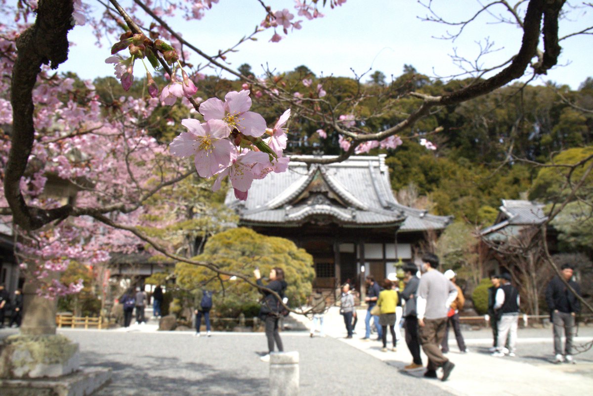 shuzenjionsen's tweet photo. 多くのお客様にお楽しみいただいた
修善寺梅林の梅花も残念ながら終了、、、
次のお楽しみは”修善寺寒桜”‼

今、修禅寺をはじめ
温泉街のあちらこちらで
次々と開花し
見頃を迎えています🥰 https://t.co/utlutQxPuS