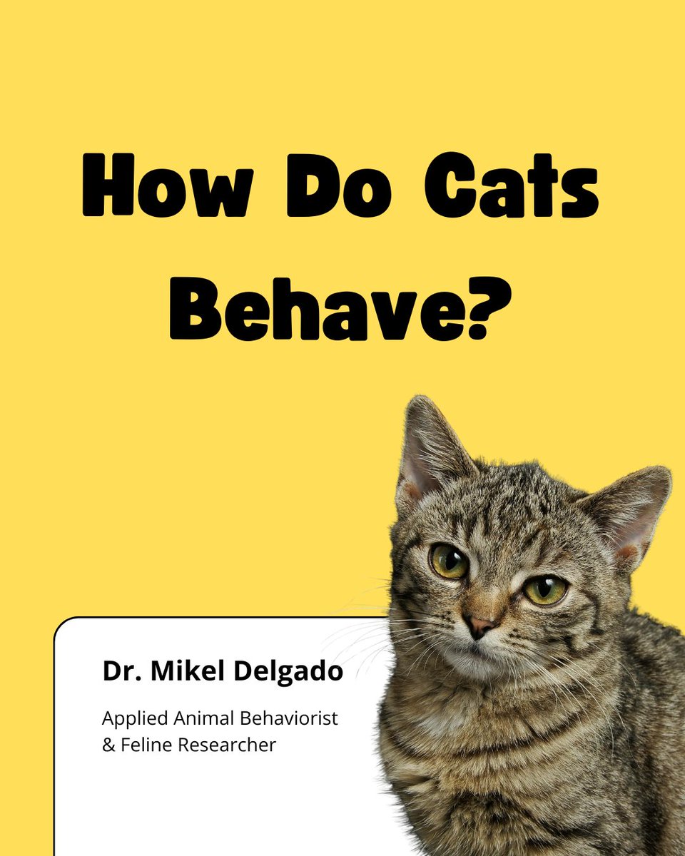 Simple Questions Podcast tweet media