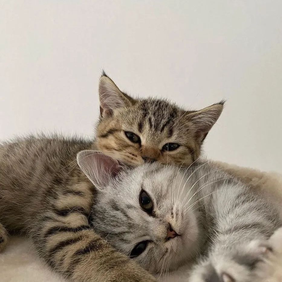 catsdotjpg's tweet photo. https://t.co/KGTtTe9apA
