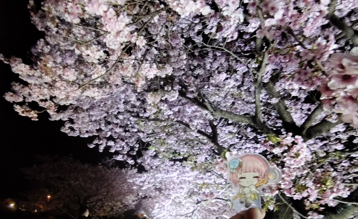 遠近くるりさん、お誕生日おめでとうございます🎂 先週早咲きの河津桜