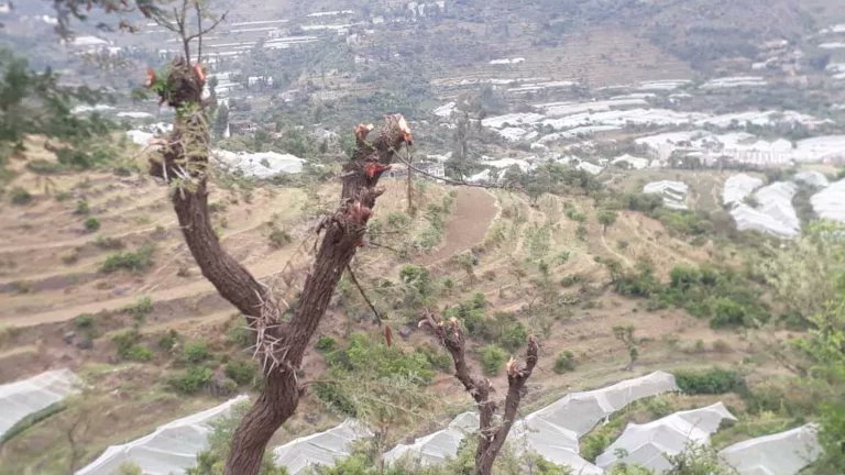 الشجرة ليست مجرد ظلٍّ عابر بل روحُ مكانٍ، ونَفَسُ أرض، وصدقةٌ جارية لك ولأبنائك. 🌿
حين تقتلع شجرة، فأنت لا تزيل خشبًا فقط، بل تحرم نفسك من هواءٍ أنقى، وظلٍّ أرحم،وقطرةِ مطرٍ كانت ستجد طريقها إلى أرضك.
في زمن تغيّر المناخ وارتفاع الحرارة، أصبحت الشجرة حارسًا صامتًا يحمي اوطاننا🌎