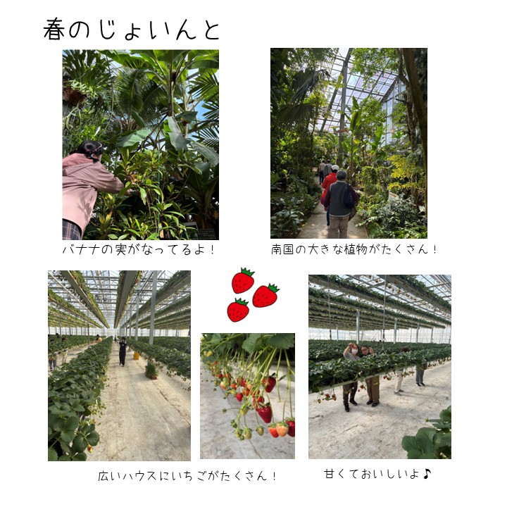 nodasyakyo's tweet photo. 2/21（土）に「じょいんと」を開催しました。総勢38名で日帰りバスハイクです。
ボランティアの皆さんありがとう！障がい者とボランティアとのふれあいのイベント「じょいんと」は令和8年度も実施予定！皆さんのご参加待ってます！
#野田市手をつなぐ親の会　#野田市　#社協　#いちご　#ボランティア https://t.co/4nUCgeMcTd