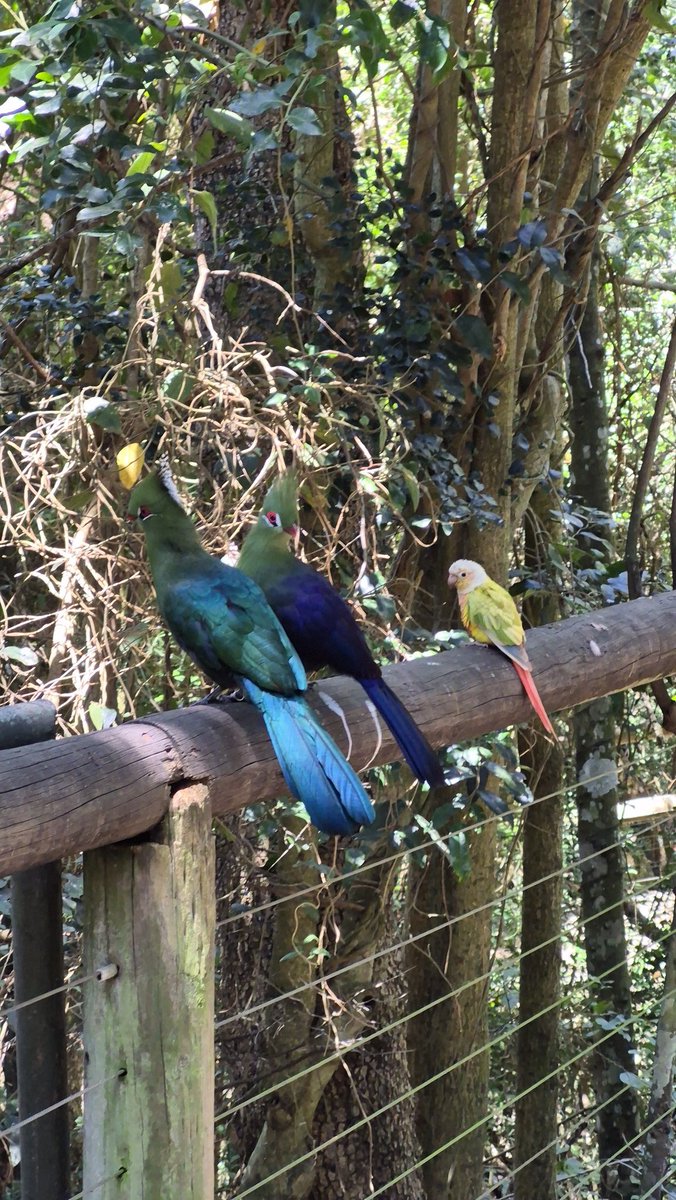 TravelAdvisor8's tweet photo. Birds of Eden, Plettenberg Bay, South Africa 

The largest single span free-flight aviary in the world.

A home to over 3500 birds of some 200 species.

#thetraveladvisor 
#birdsofeden 
#southafrica https://t.co/FP9qd4StNQ