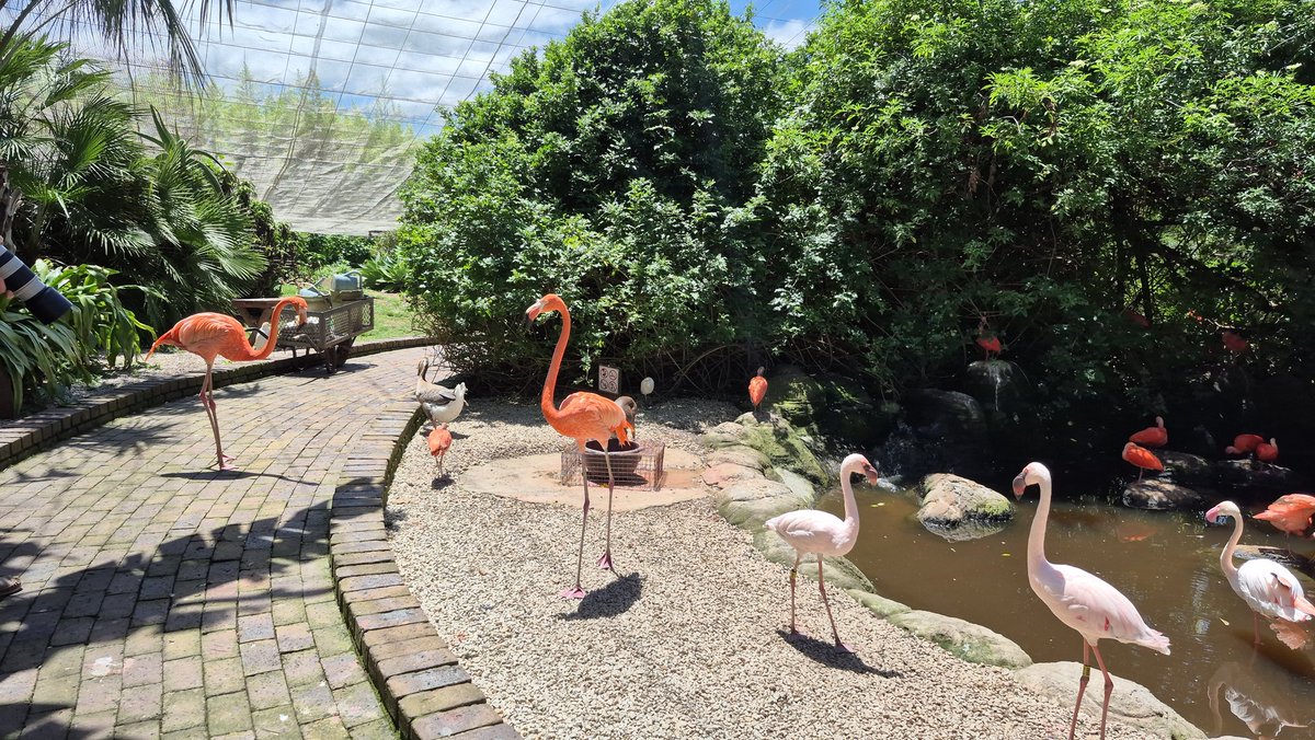 TravelAdvisor8's tweet photo. Birds of Eden, Plettenberg Bay, South Africa 

The largest single span free-flight aviary in the world.

A home to over 3500 birds of some 200 species.

#thetraveladvisor 
#birdsofeden 
#southafrica https://t.co/FP9qd4StNQ