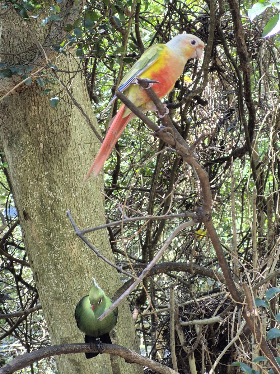 TravelAdvisor8's tweet photo. Birds of Eden, Plettenberg Bay, South Africa 

The largest single span free-flight aviary in the world.

A home to over 3500 birds of some 200 species.

#thetraveladvisor 
#birdsofeden 
#southafrica https://t.co/FP9qd4StNQ
