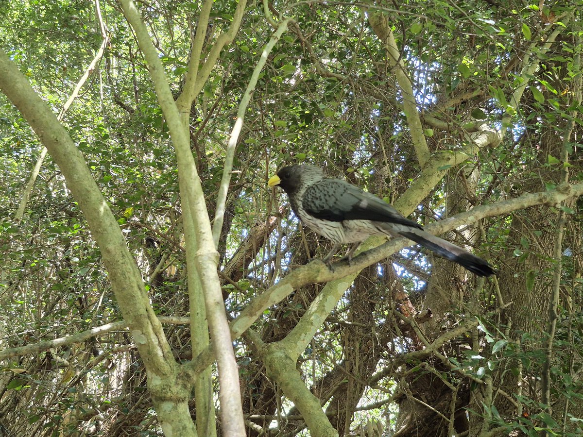TravelAdvisor8's tweet photo. Birds of Eden, Plettenberg Bay, South Africa 

The largest single span free-flight aviary in the world.

A home to over 3500 birds of some 200 species.

#thetraveladvisor 
#birdsofeden 
#southafrica https://t.co/FP9qd4StNQ