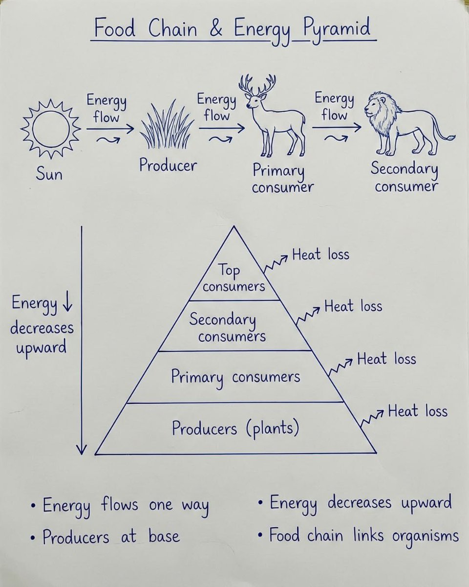 sriramsrirangm's tweet photo. Food chain and energy pyramid https://t.co/K79PyhjJMS