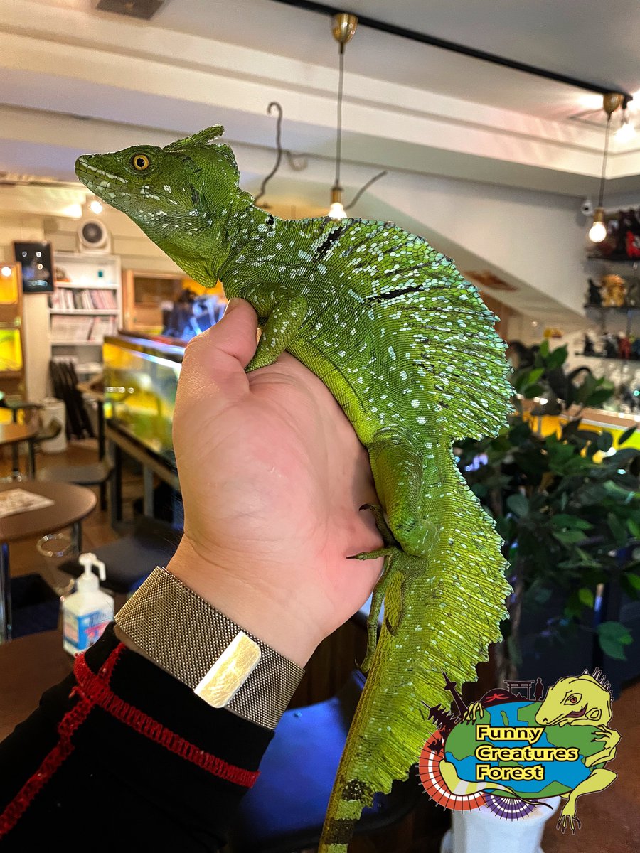爬虫類カフェ Funny Creatures Forest (ふぁにくり) 嵐山店 tweet media