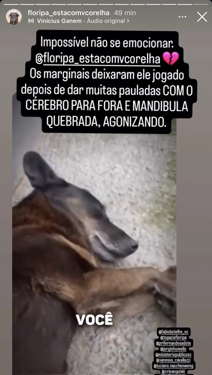 Que os torturadores e assassinos do Orelha tenham o mesmo fim!

MPSC O BRASIL QUER JUSTIÇA 

Não esquecemos nem perdoamos o martírio que esse inocente sofreu!