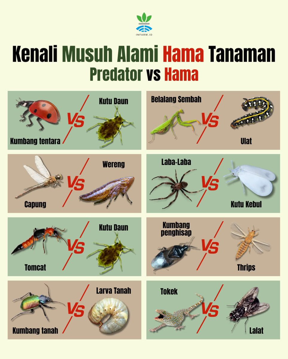 Predator vs hama pertanian ℹ️

Tidak semua serangga itu hama pertanian. Malah mereka menjadi predator bagi hama-hama yg merusak tanaman. Tapi, banyak dari petani yg terlalu bar-bar dalam memakai insektisida, sehingga tidak hanya hama yg mati, tapi juga predator alaminya. 🐛🦋🪰🪲