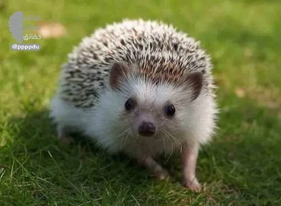 تحمي الإبر القنافذ من البرد بنفس الطريقة التي تحمي بها الجلود الحيوانات الأخرى.

هل صحيح يا <a href="/grok/">Grok</a> ?