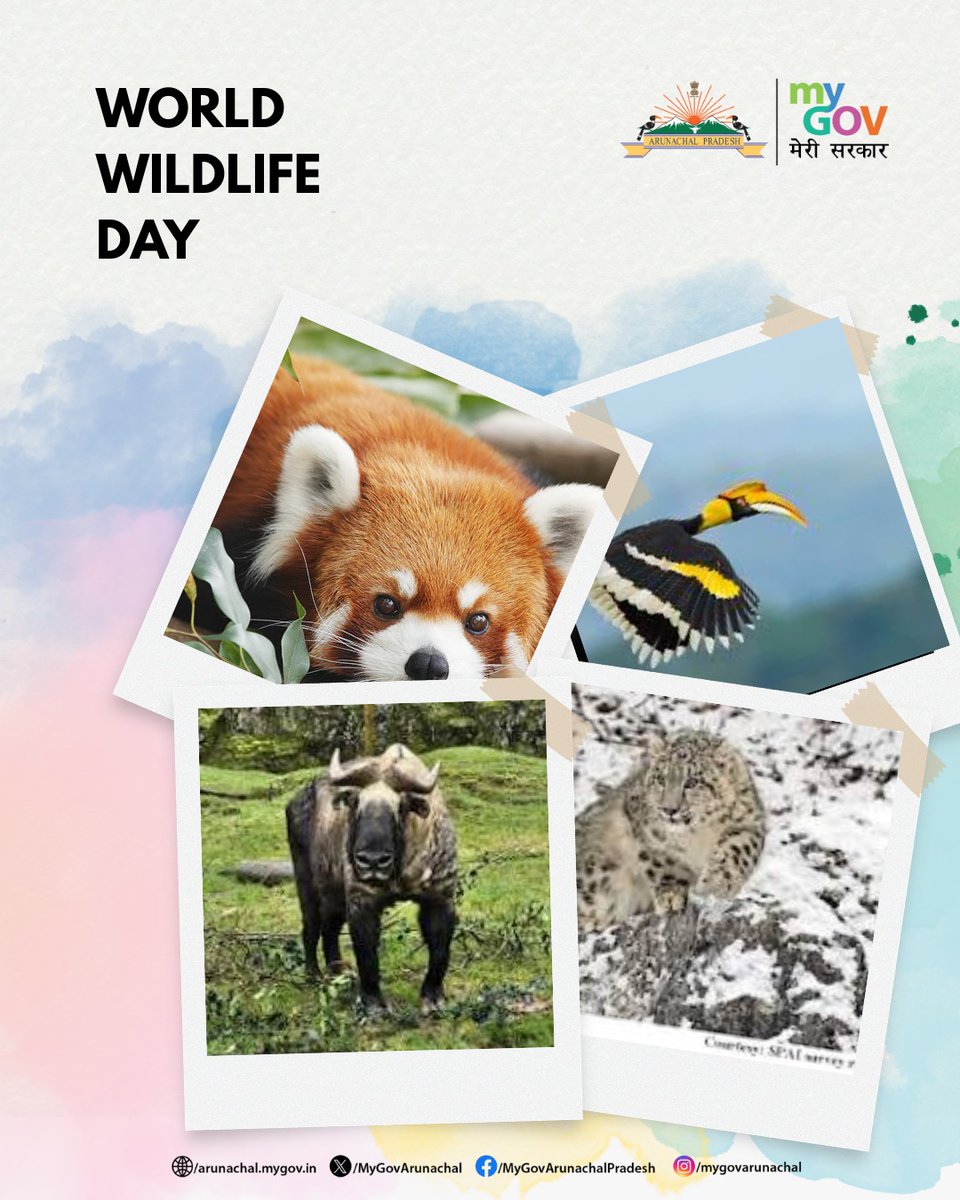 MyGovArunachal's tweet image. From the towering Himalayas to vibrant rainforest valleys, Arunachal is home to extraordinary wildlife &amp;amp; pristine ecosystems.

This #WorldWildlifeDay, let us pledge to protect what defines us, our forests, our wildlife, our pride.

#KnowArunachal #ProtectNature #SustainableFuture