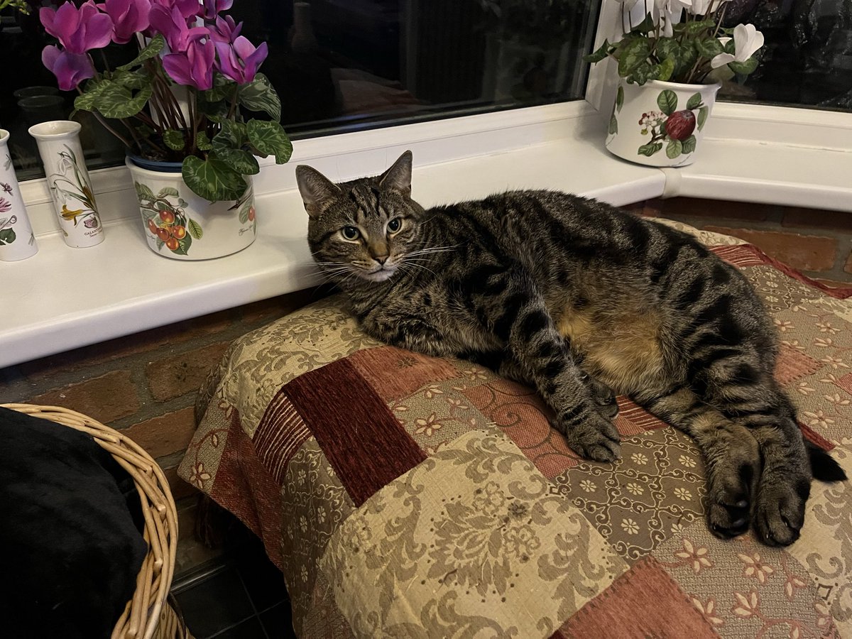 NickiSparling1's tweet photo. #LittleJack is 4 today 🥳😻 https://t.co/QYovxiY2Yi