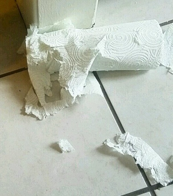 🇨🇦 Nico Carney, Purr Minister of Canada tweet media