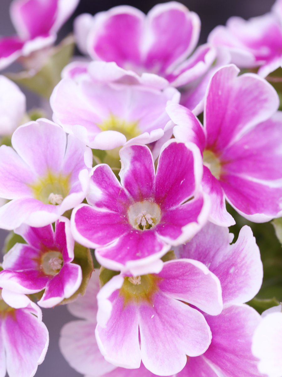 ZカズミRS (@Z1kS8n) / Posts / X