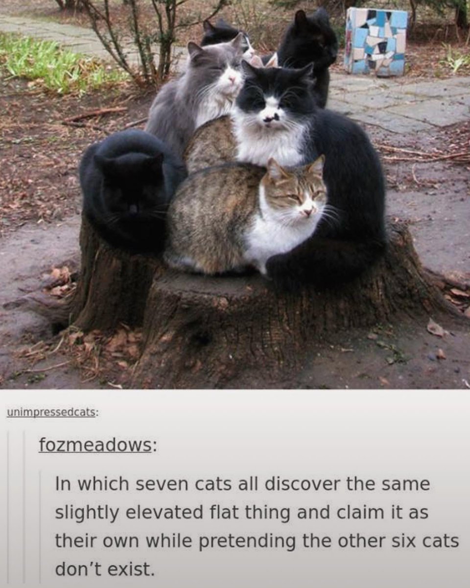 Punch Cat (@punchingcat) on Twitter photo 