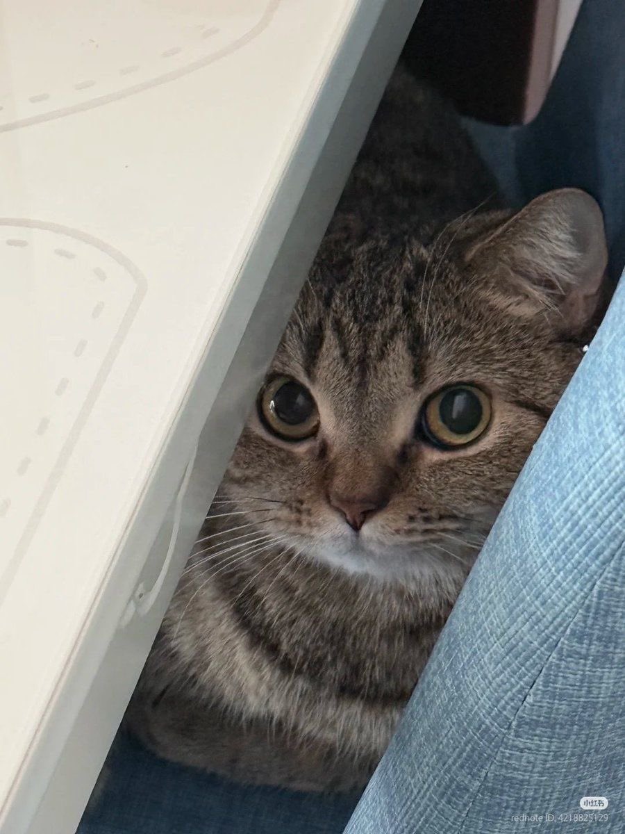 No Context Cats tweet media