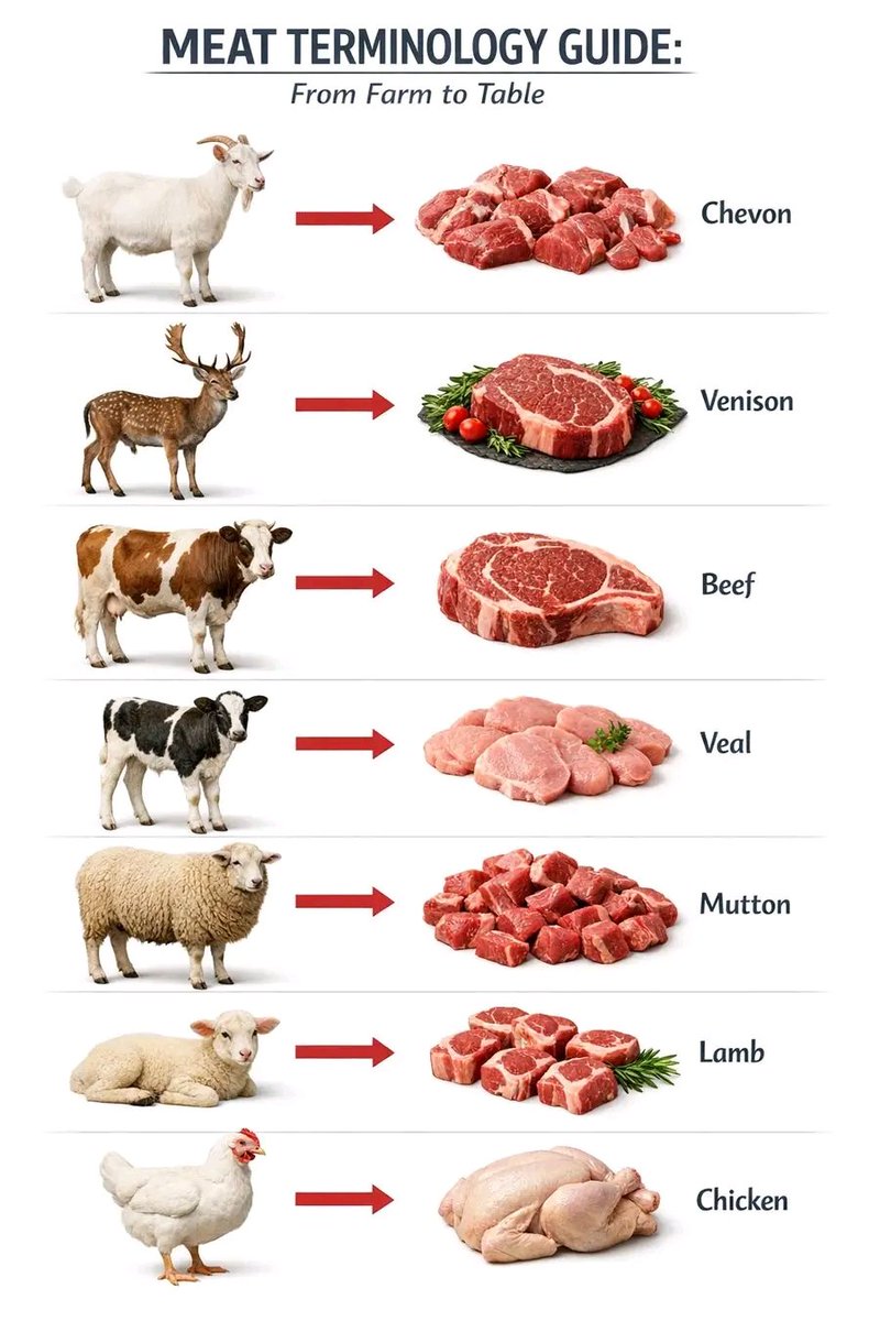 Dr_Paiwan's tweet image. MEAT TERMINOLOGY GUIDE: From Farm to Table

Chevon

Venison

Beef

Veal

Mutton

Lamb

Chicken