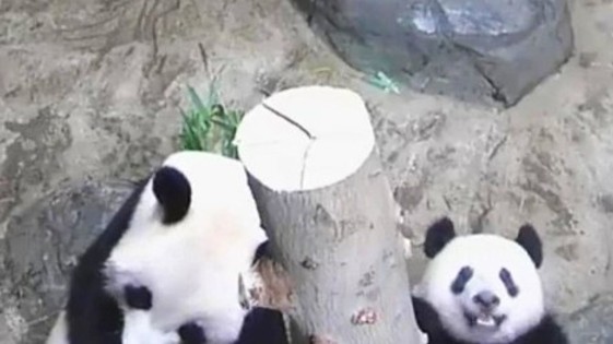 おとぱん🍎🐼 (@otohapanda222) / Posts / X