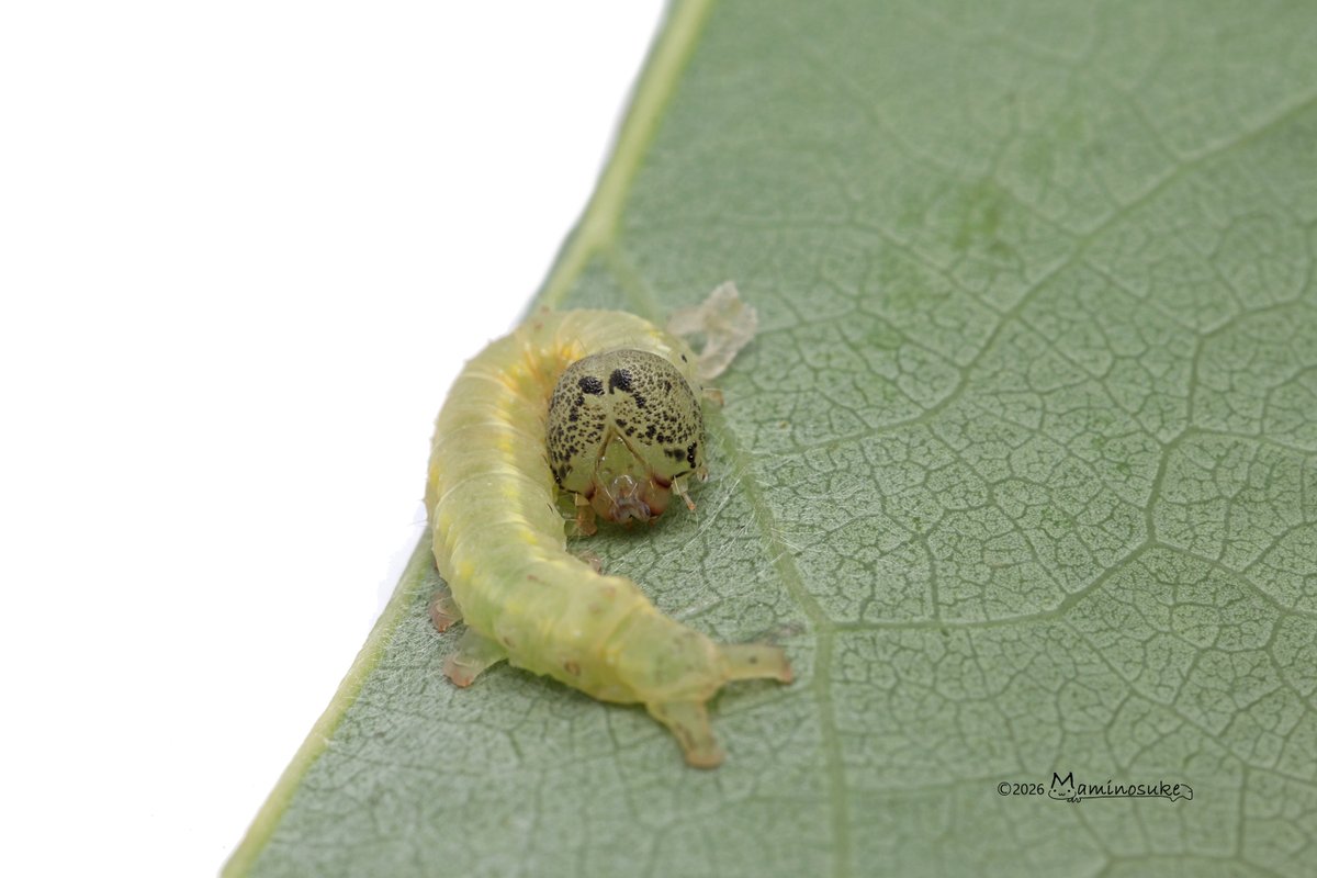 芋活.com【公式】 tweet media