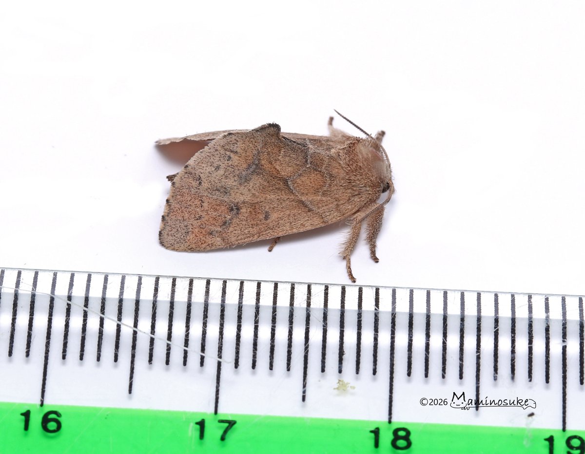 芋活.com【公式】 tweet media