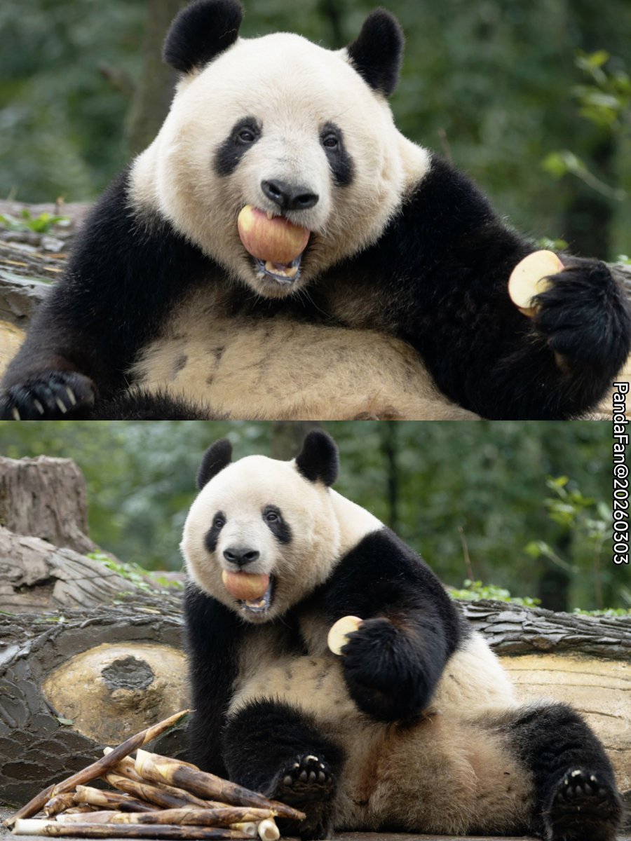 pandakopanda (@panda_kopannda_) / Posts / X