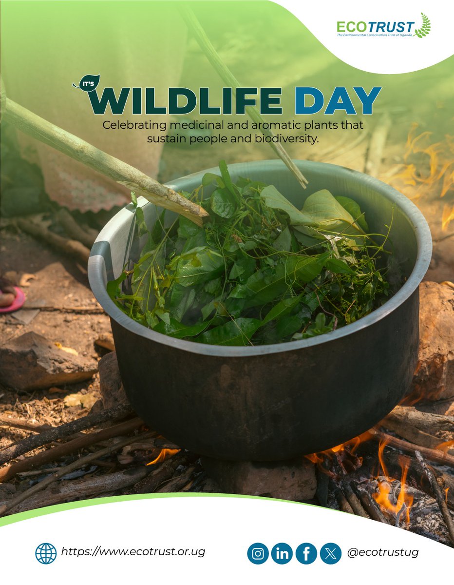 ECOTRUST_Ug's tweet photo. Wildlife is more than what we see roaming in parks.

On Wildlife Day, we recognise medicinal and aromatic plants that sustain health, heritage, and livelihoods.

When communities conserve these vital resources, biodiversity and wellbeing grow together.

#WorldWildlifeDay2026 https://t.co/K7Orrwonxv