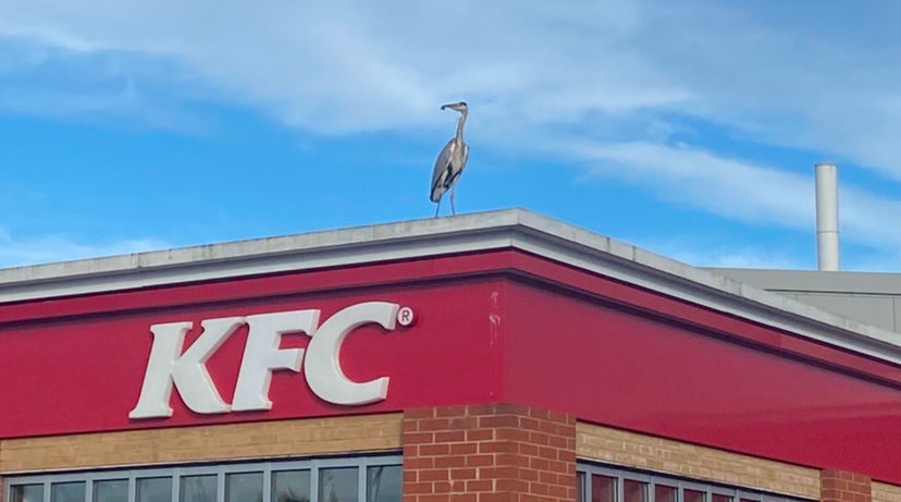 WoolwichPigeon's tweet photo. It’s at times like this we need some wise words from the Thamesmead heron https://t.co/Zs3yWqm5Wz
