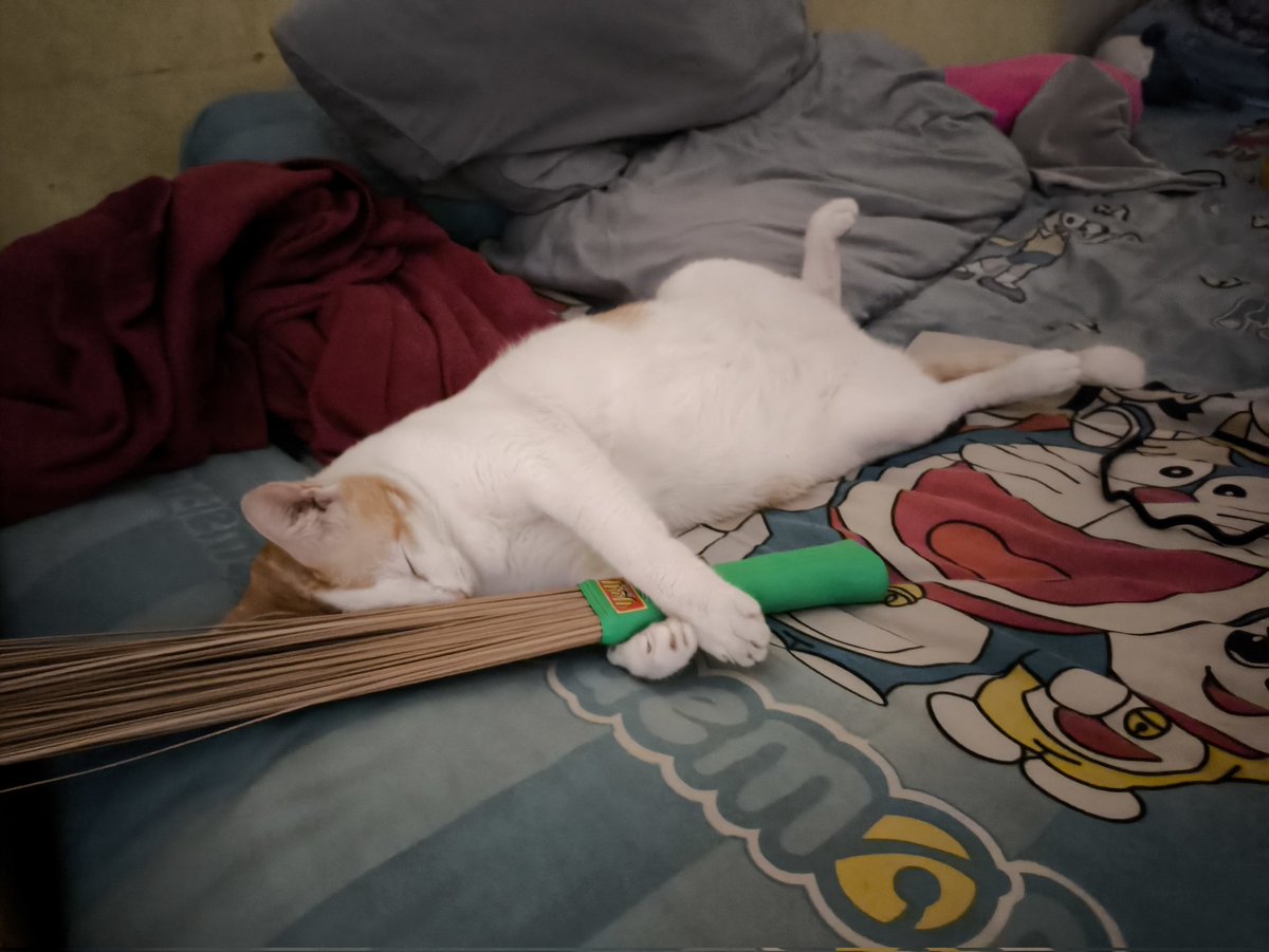 Bug 💫 tweet media