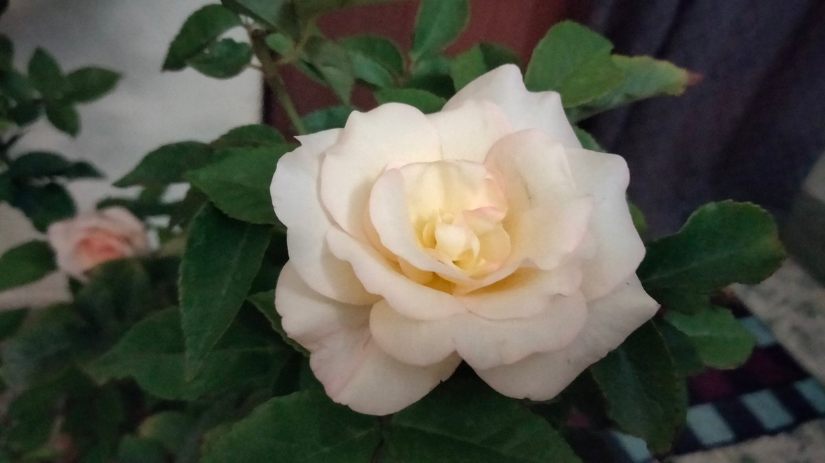 Don’t wait for opportunity. Create it.
#Good_day💐