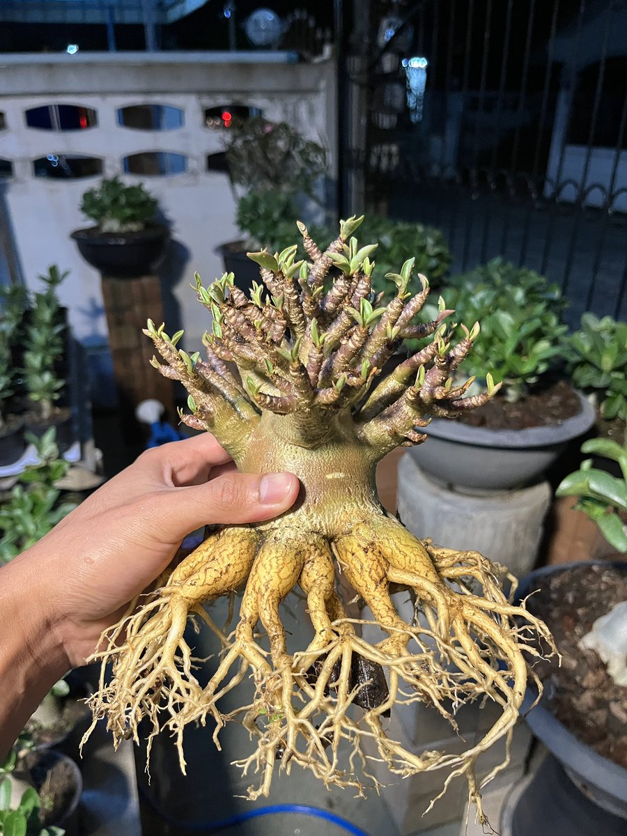 Didthana tweet media