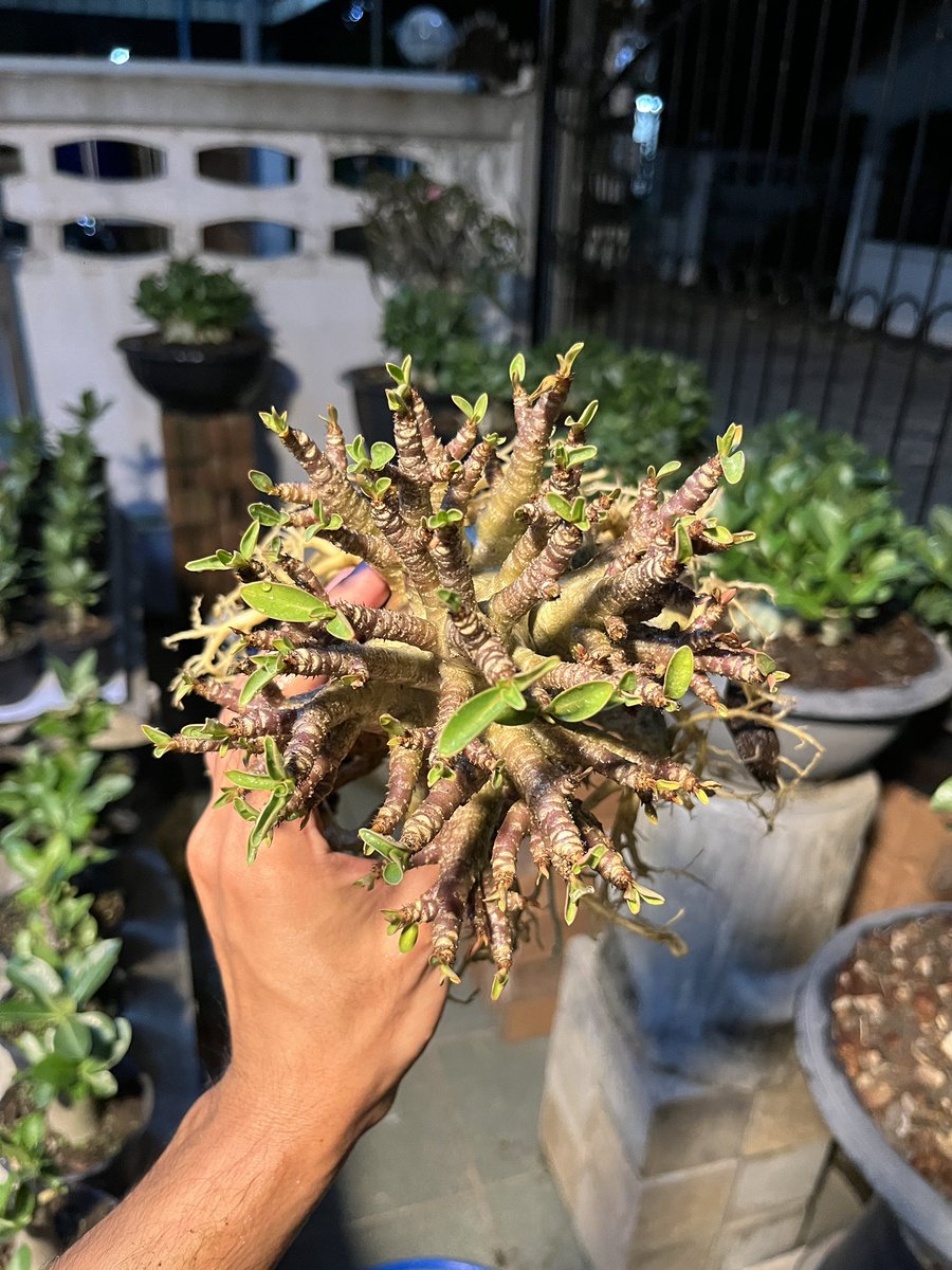 Didthana tweet media