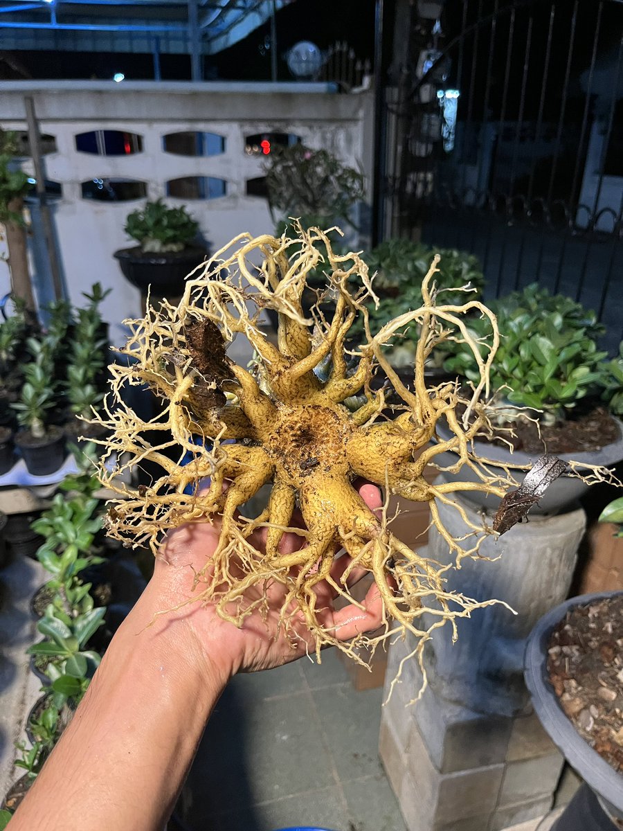 Didthana tweet media