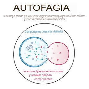 Mente_Sabiaa's tweet photo. Autofagia = limpieza celular

Durante el ayuno prolongado, las células comienzan a reciclar proteínas dañadas, mitocondrias disfuncionales e incluso células cancerosas en etapa temprana.

Tu cuerpo finalmente tiene la oportunidad de eliminar la basura acumulada que ha estado causando inflamación y enfermedades.