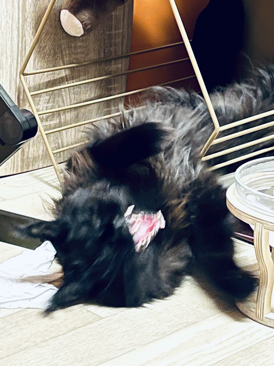 MoCoMoCoPoPo's tweet photo. あくびするときともそっくりだ https://t.co/ksZ66m0gIp