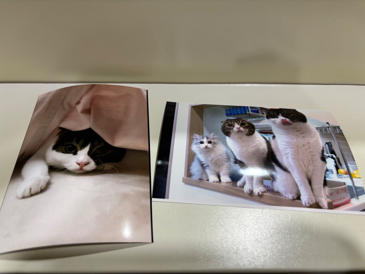 しっぽ (@shippo0519) / Posts / X