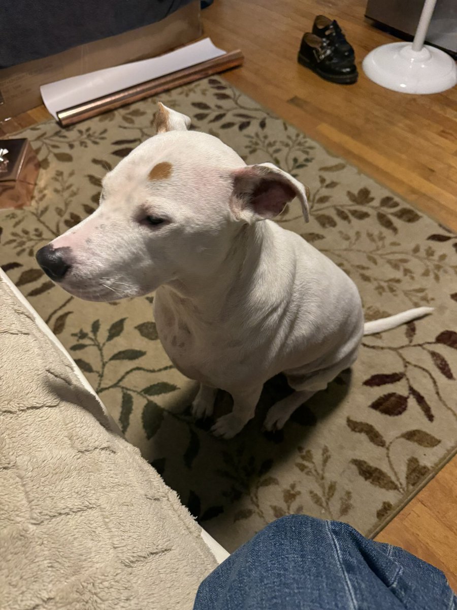 mya˖ ݁𝜗𝜚. tweet media