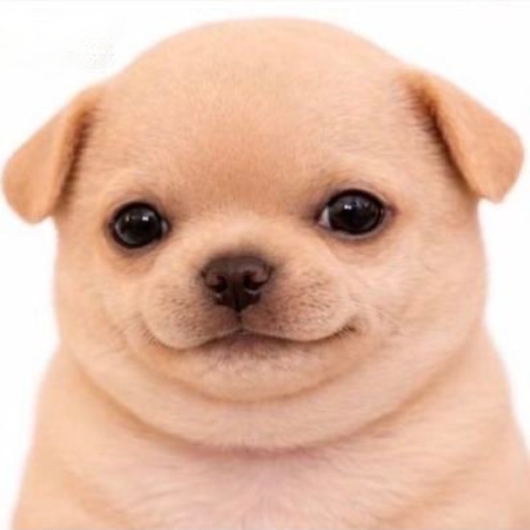 엉딱이 tweet media