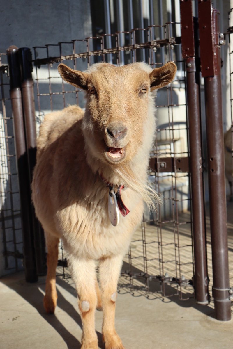itabashizoopark's tweet photo. ヤギのかんたが、令和8年3月1日に12歳で天国へ旅立ちました。
沢山可愛がって頂きありがとうございました。 https://t.co/gYcy0q8Bum