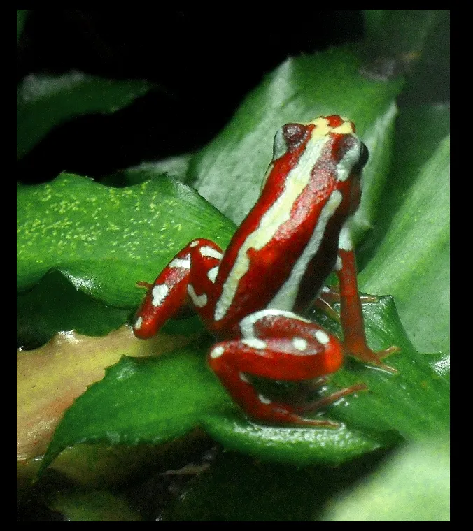 Jean Pascal Zanders tweet media