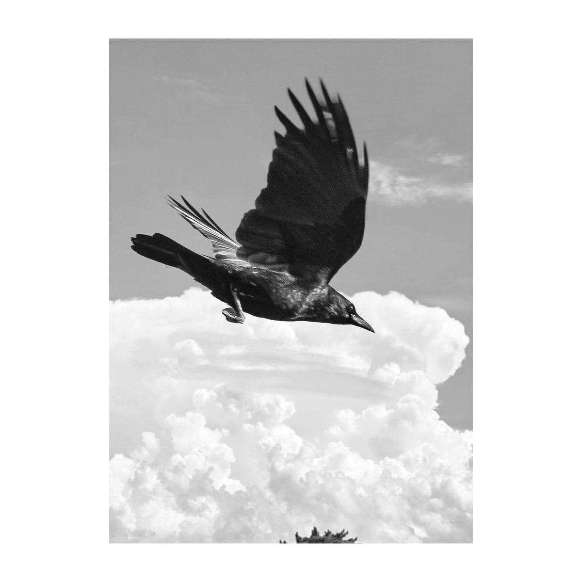 シリーズ『カラス・ The Crow ／ 虚構の翼・Fictional wings 』 #野鳥