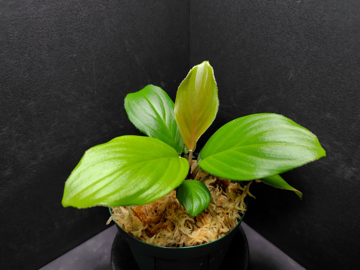 Homalomena aff. vittifolia /