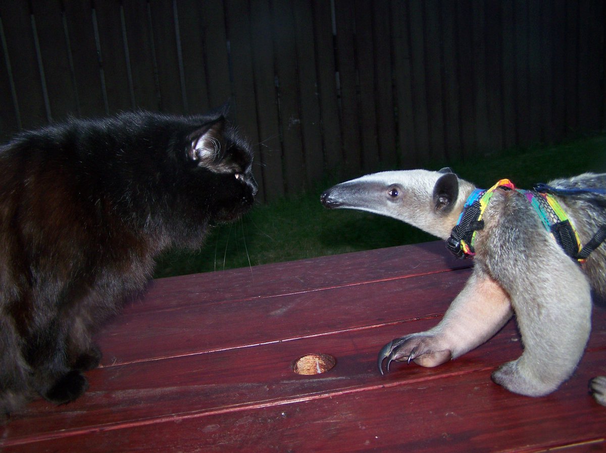 sillyguy83 tweet media