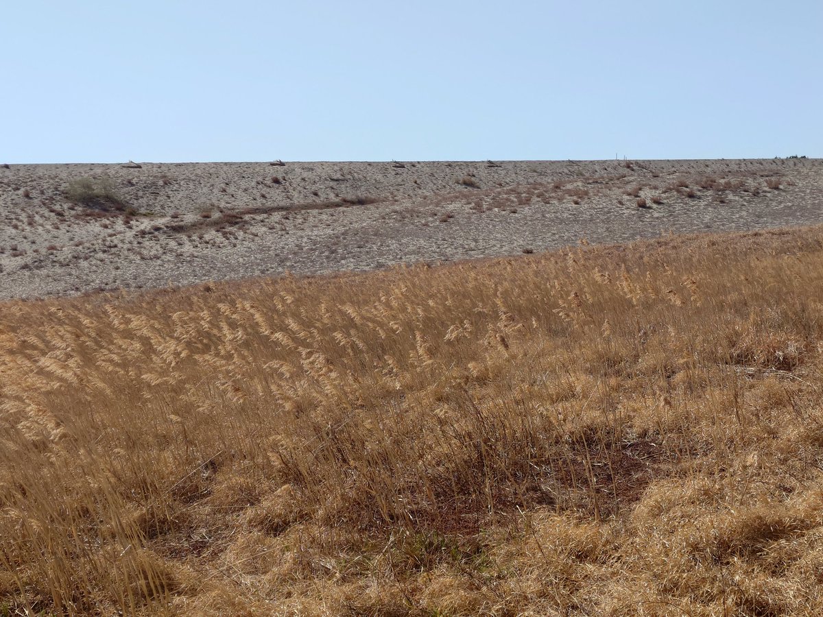 しげる っち(しげる) tweet media